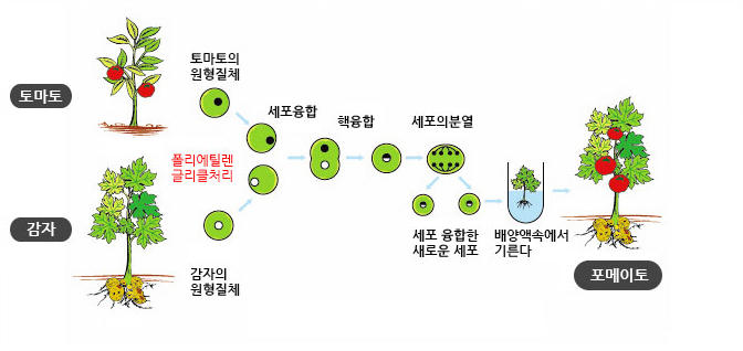 포메이토(감자+토마토)이미지
