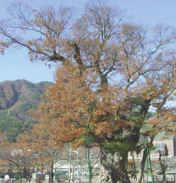 최고령 나무