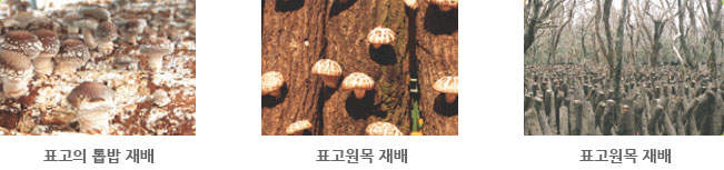 표고의 톱밥 재배, 표고원목 재배