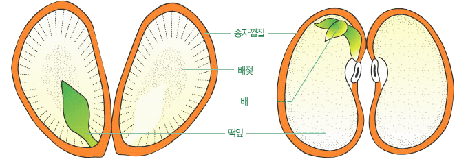 씨앗의 생김새