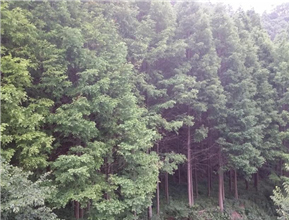 인근 산림욕장