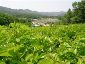 뽕밭 전경